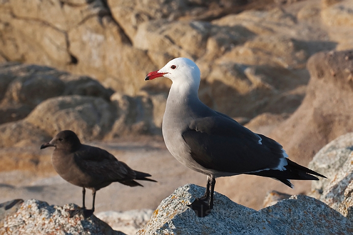 WAH020457.jpg - Heermann's måge (Heermann's Gull)