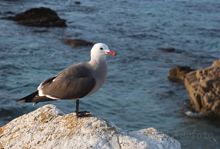 WAH020458.jpg - Heermann's måge (Heermann's Gull)