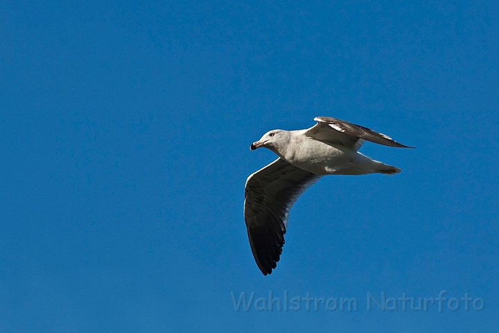 WAH020486.jpg - Ringnæbbet måge (Ring-billed Gull)