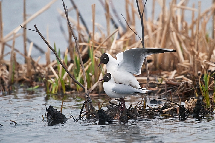 WAH022633.jpg - Hættemåger (Black-headed Gulls)