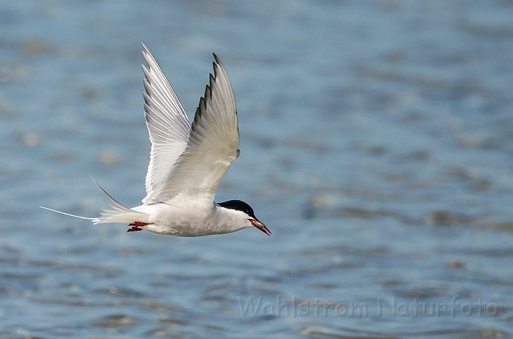 WAH026302.jpg - Havterne (Arctic Tern)