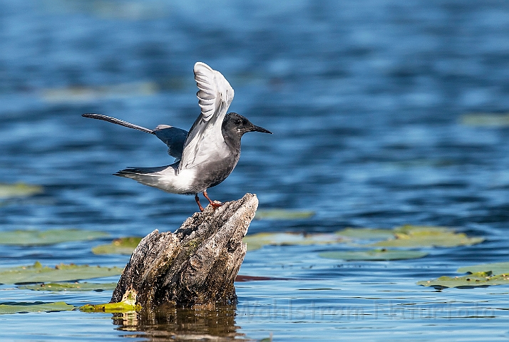 WAH026769.jpg - Sortterne (Black Tern)