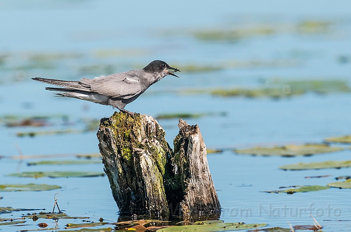 WAH026772.jpg - Sortterne (Black Tern)