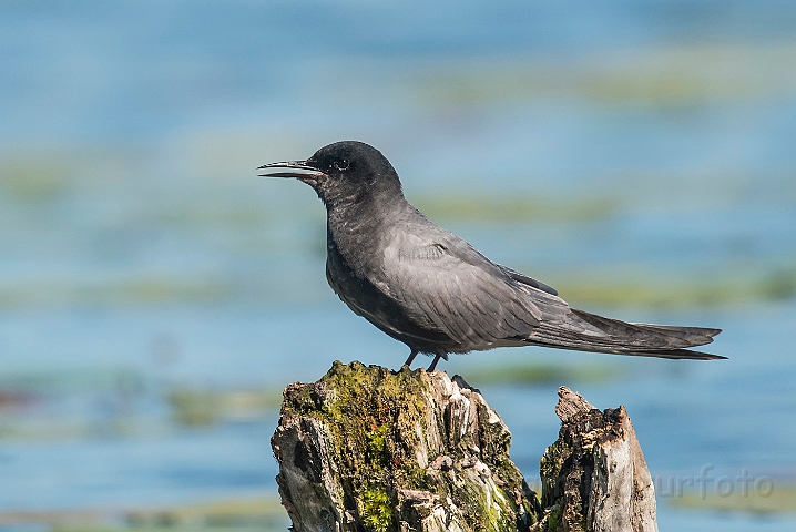 WAH026776.jpg - Sortterne (Black Tern)