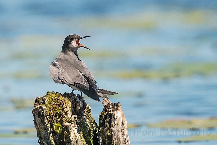 WAH026777.jpg - Sortterne (Black Tern)