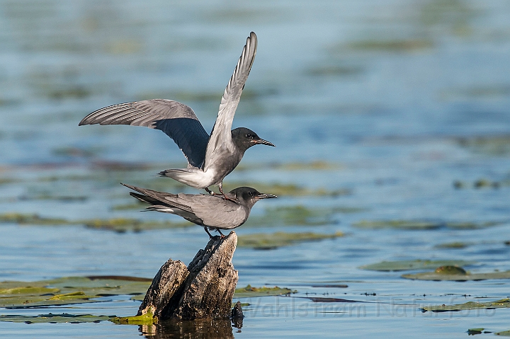 WAH026785.jpg - Sortterne (Black Tern)