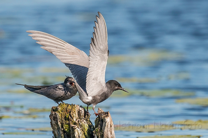 WAH026789.jpg - Sortterne (Black Tern)