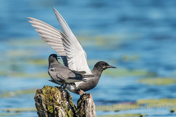 WAH026793.jpg - Sortterne (Black Tern)