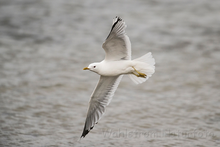 WAH028786.jpg - Stormmåge (Common Gull)