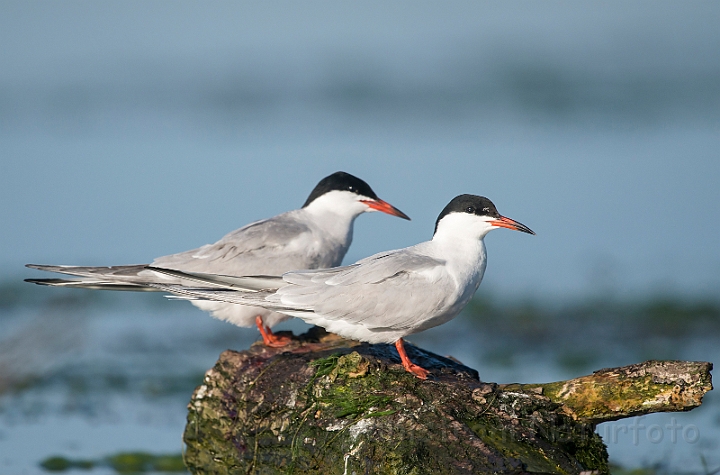 WAH030143.jpg - Fjordterne (Common Tern)