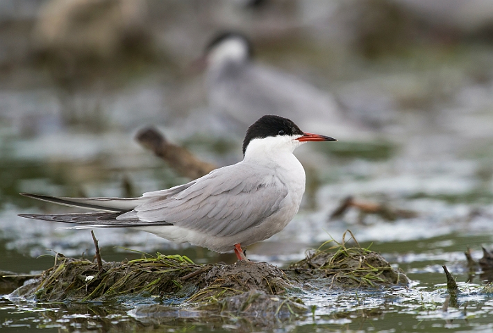 WAH030144.jpg - Fjordterne (Common Tern)