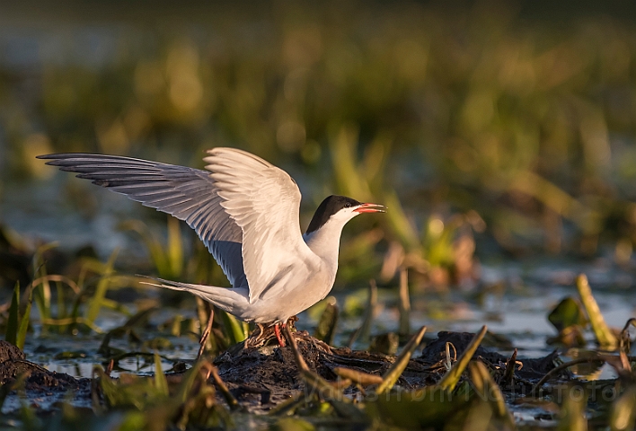 WAH030187.jpg - Fjordterne (Common Tern)