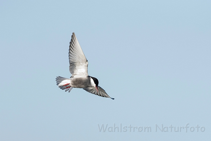 WAH030198.jpg - Havterne (Arctic Tern)