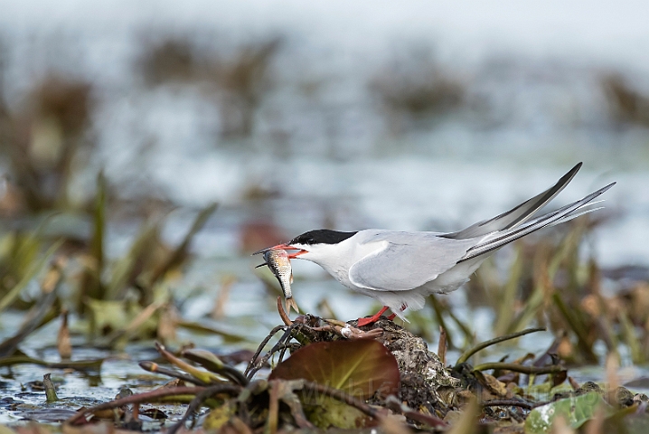 WAH030260.jpg - Fjordterne (Common Tern)