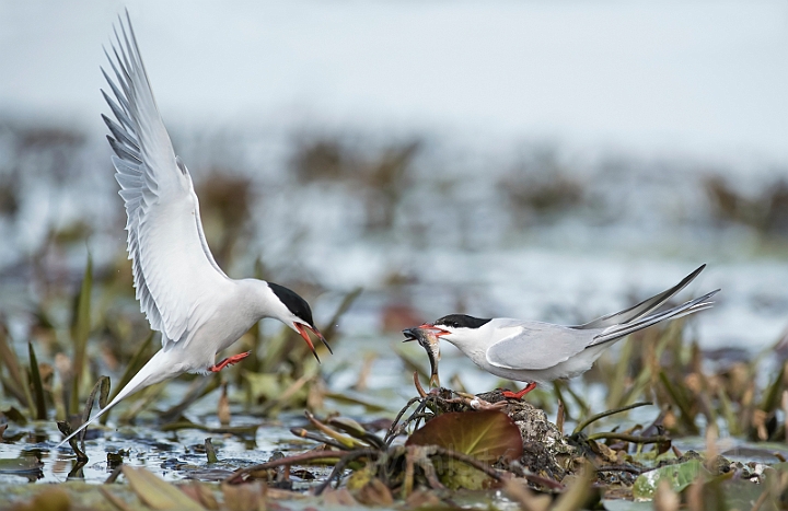 WAH030261.jpg - Fjordterner (Common Terns)