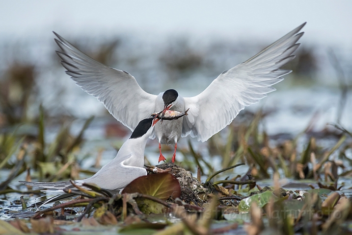 WAH030265.jpg - Fjordterner (Common Terns)