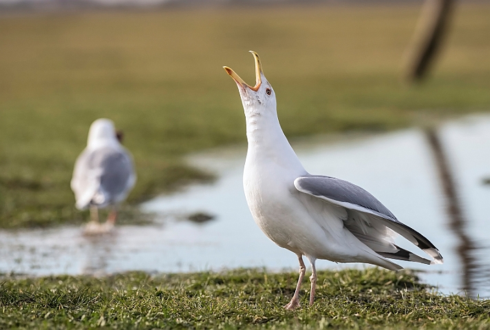 WAH031203.jpg - Kaspisk måge (Caspian Gull)