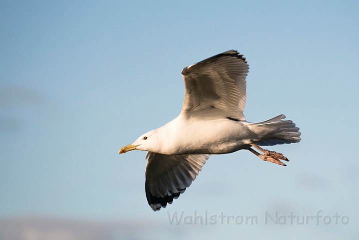 WAH031441.jpg - Kaspisk måge (Caspian Gull)