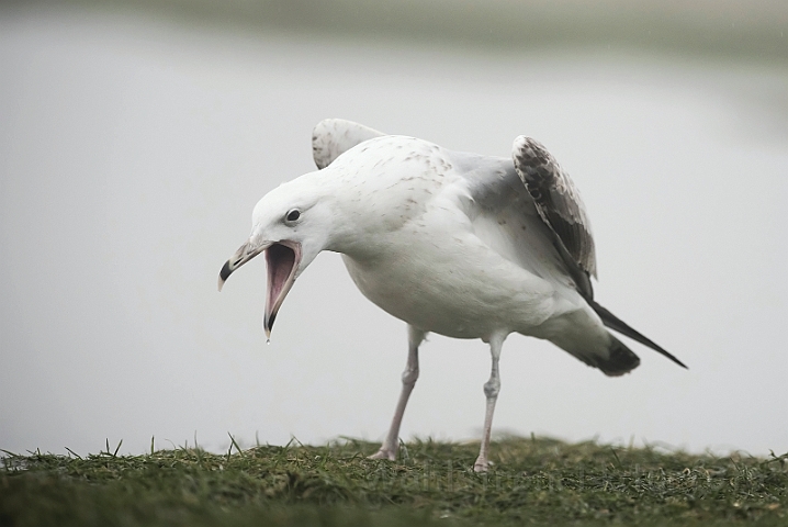 WAH031532.jpg - Kaspisk måge, juvenil (Caspian Gull, juvenile)