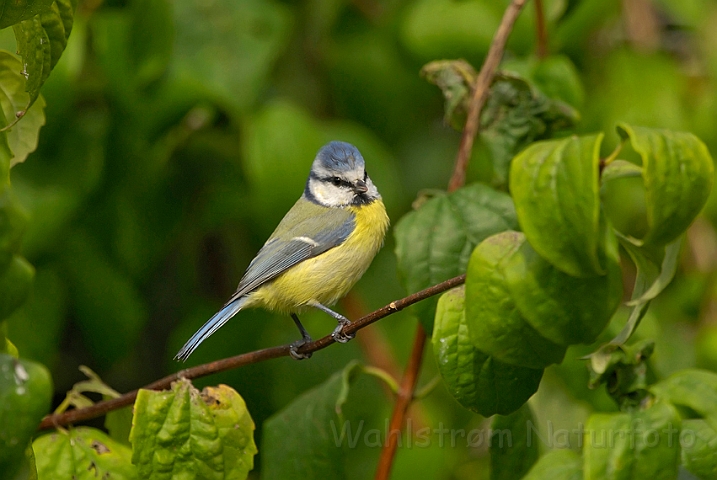 WAH008249.jpg - Blåmejse (Blue Tit)