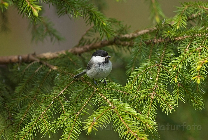 WAH009002.jpg - Fyrremejse (Willow Tit)