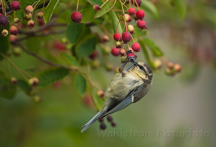 WAH018559.jpg - Juvenil blåmejse (Juvenile Blue Tit)