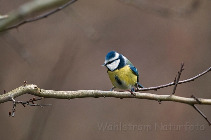 WAH020449.jpg - Blåmejse (Blue Tit)