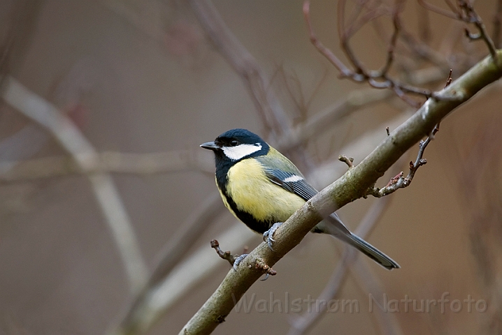 WAH020452.jpg - Musvit (Great Tit)