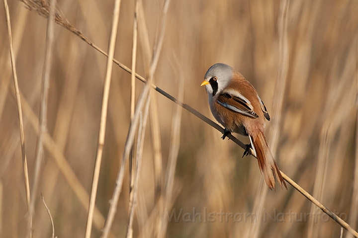 WAH022984.jpg - Skægmejse, han (Bearded Tit, male)