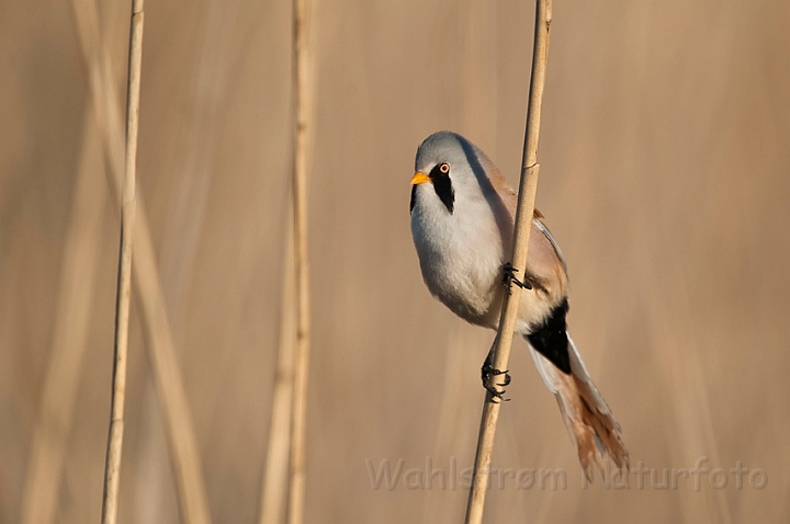 WAH022986.jpg - Skægmejse, han (Bearded Tit, male)