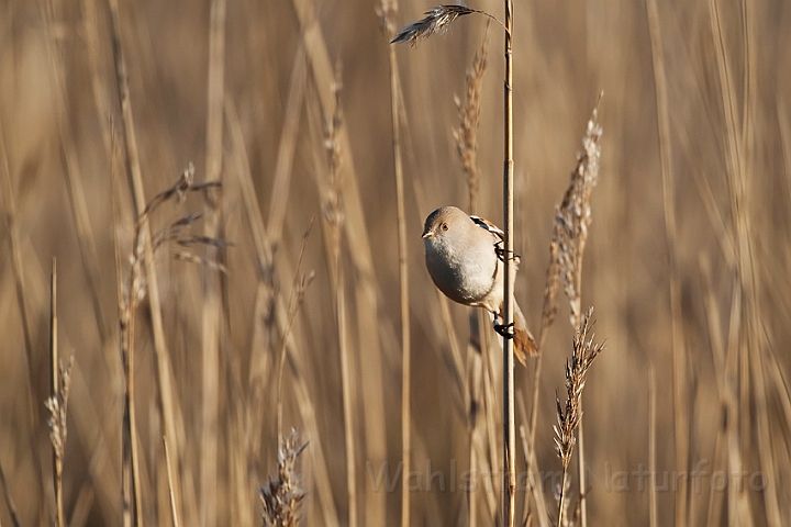 WAH022987.jpg - Skægmejse, hun (Bearded Tit, female)