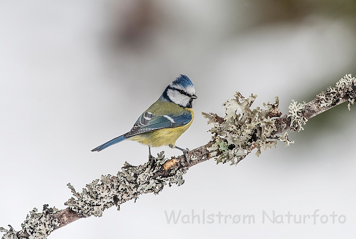 WAH025520.jpg - Blåmejse (Blue Tit)