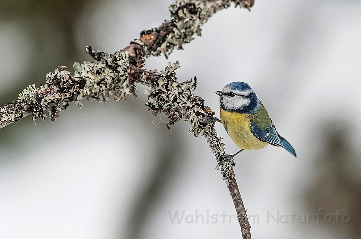 WAH025525.jpg - Blåmejse (Blue Tit)