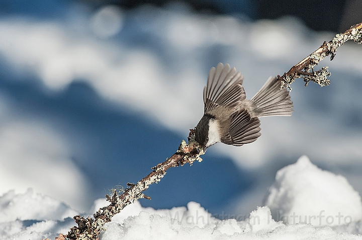 WAH025543.jpg - Fyrremejse (Willow Tit)