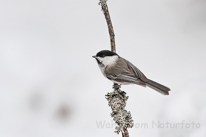 WAH025556.jpg - Fyrremejse (Willow Tit)