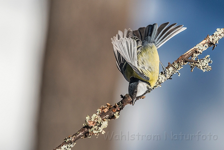 WAH025640.jpg - Musvit (Great Tit)