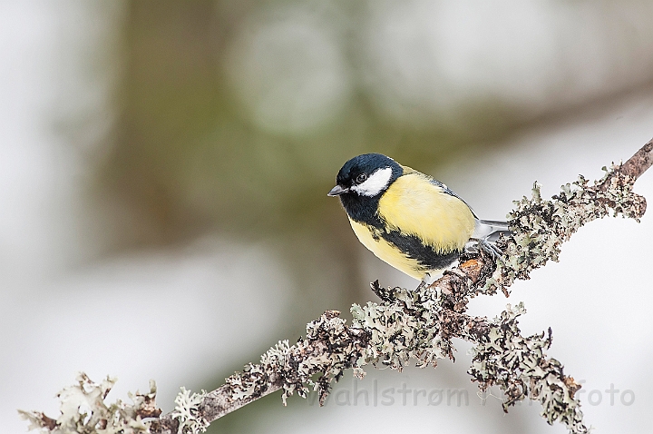 WAH025657.jpg - Musvit (Great Tit)