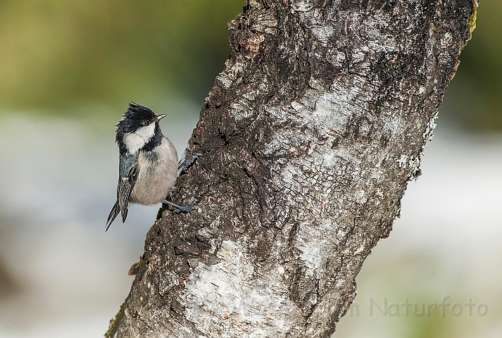 WAH025709.jpg - Sortmejse (Coal Tit)