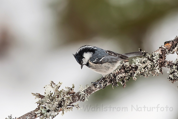 WAH025722.jpg - Sortmejse (Coal Tit)