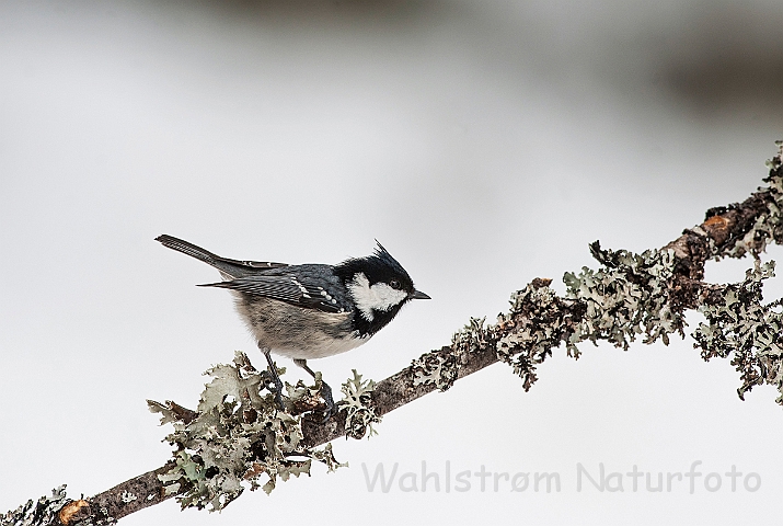 WAH025730.jpg - Sortmejse (Coal Tit)