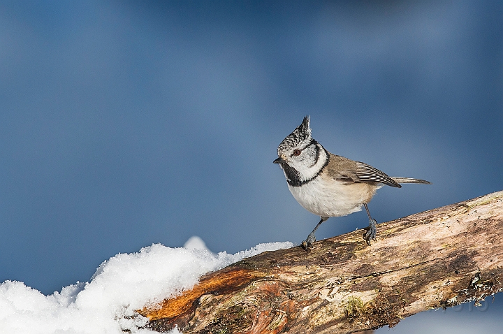 WAH025747.jpg - Topmejse (Crested Tit)