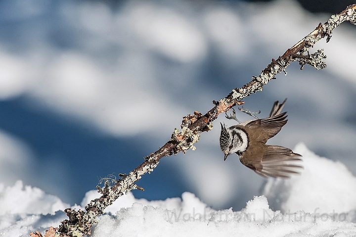 WAH025754.jpg - Topmejse (Crested Tit)