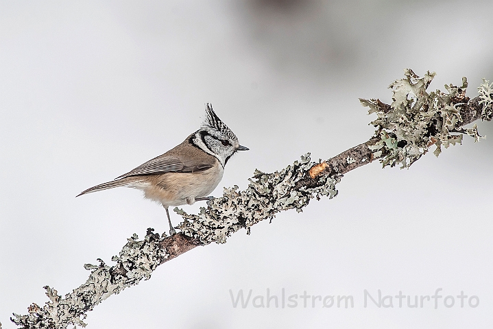 WAH025763.jpg - Topmejse (Crested Tit)