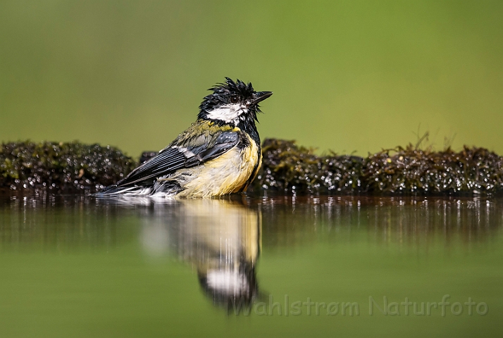 WAH027807.jpg - Musvit (Great Tit)