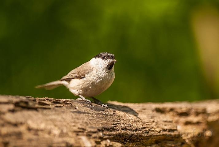 WAH027868.jpg - Sumpmejse (Marsh Tit)