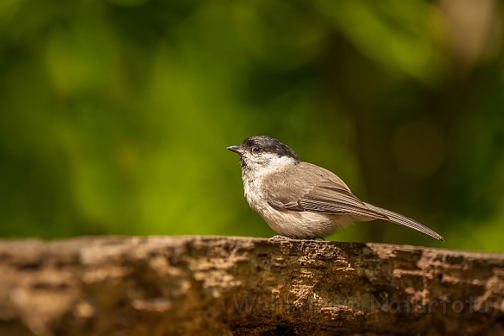 WAH027870.jpg - Sumpmejse (Marsh Tit)