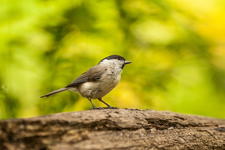 WAH027912.jpg - Sumpmejse (Marsh Tit)