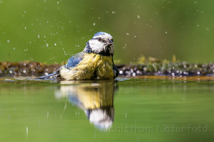 WAH028144.jpg - Blåmejse (Blue Tit)