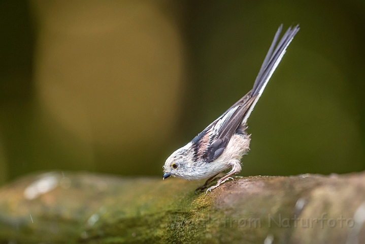 WAH028502.jpg - Halemejse (Long-tailed Tit)