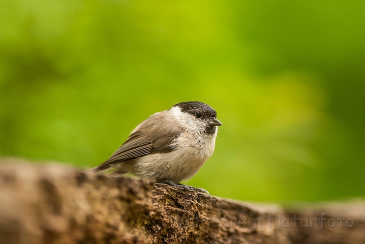 WAH028531.jpg - Sumpmejse (Marsh Tit)